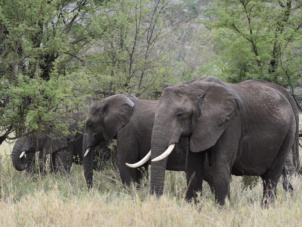 Classic Northern Circuit — Tarangire, Ngorongoro & Serengeti