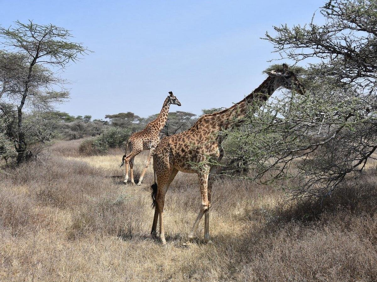 Unhurried Serengeti — Five Nights, One Park
