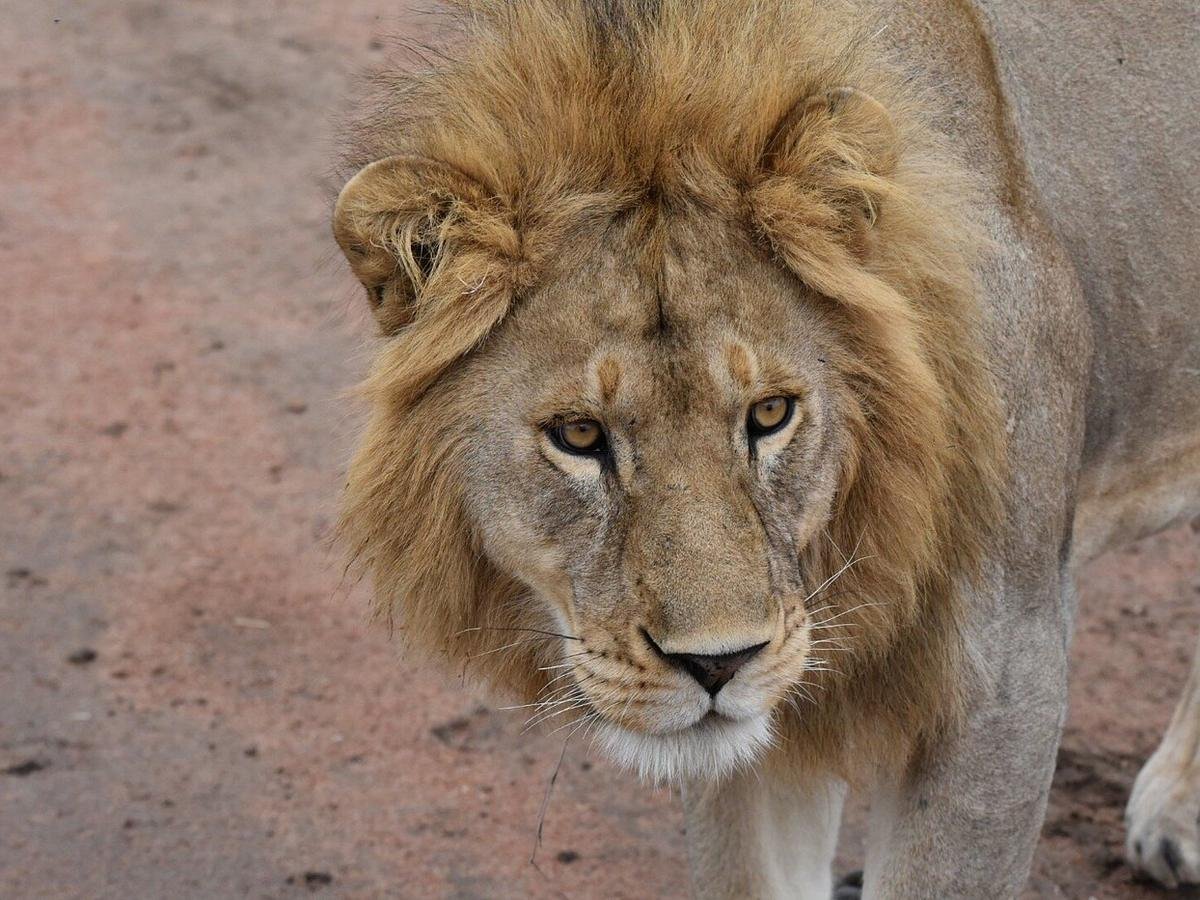 Tanzania Express — Four Northern Parks in Five Days